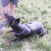 Photo de Dobermann