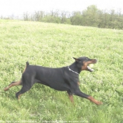 Photo de Dobermann