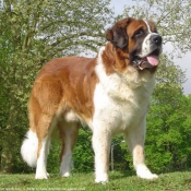 Photo de Saint-bernard poil long