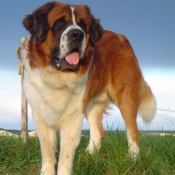 Photo de Saint-bernard poil long