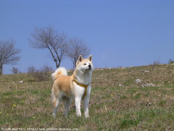 Photo d'Akita inu