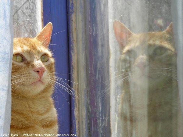 Photo de Chat domestique