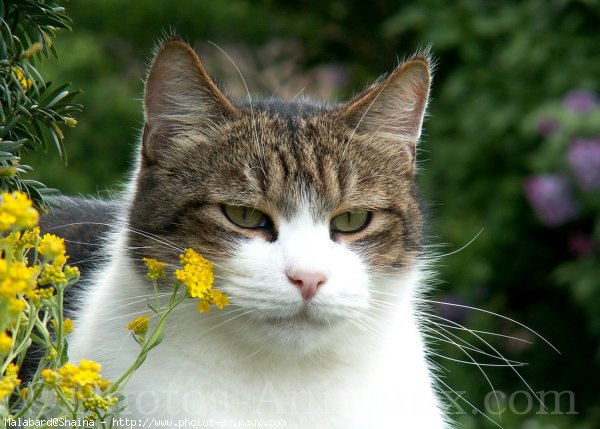 Photo de Chat domestique