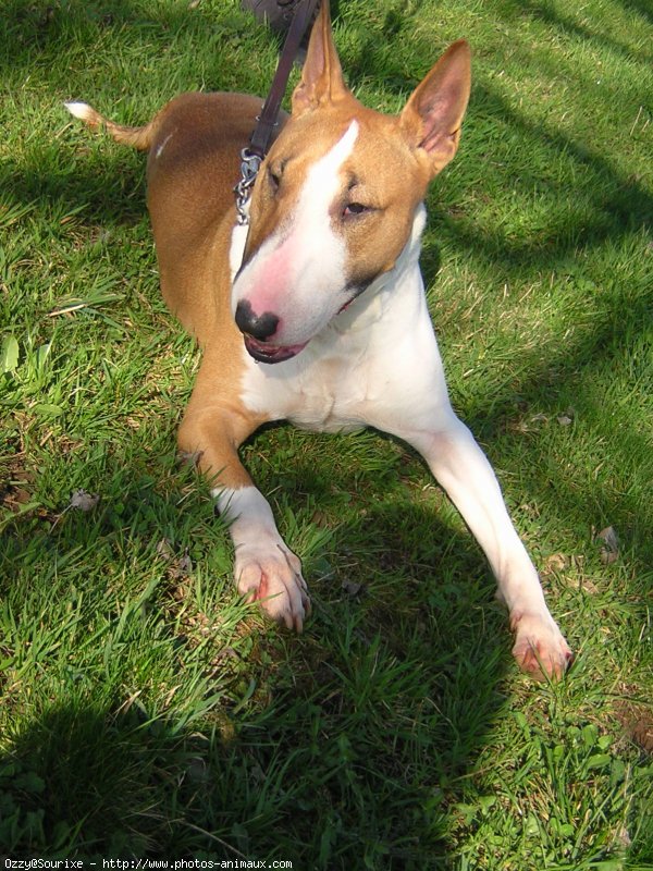 Photo de Bull terrier miniature