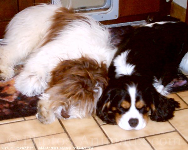 Photo de Cavalier king charles spaniel