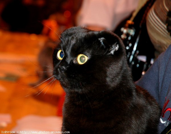 Photo de Scottish fold