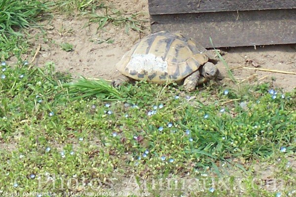 Photo de Tortue