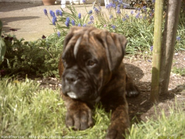 Photo de Boxer