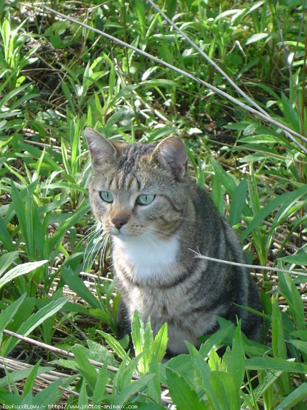 Photo de Chat domestique