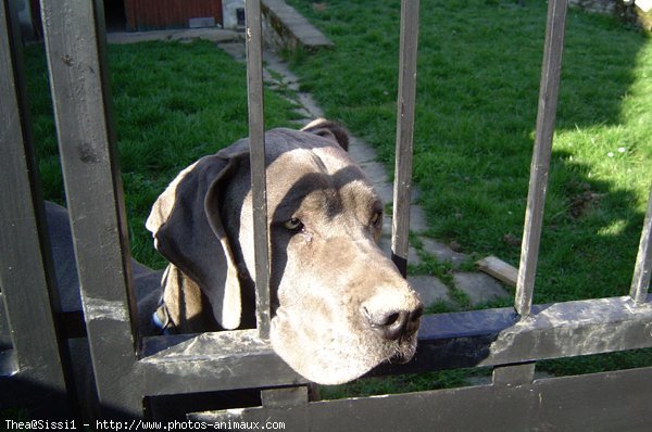 Photo de Dogue allemand