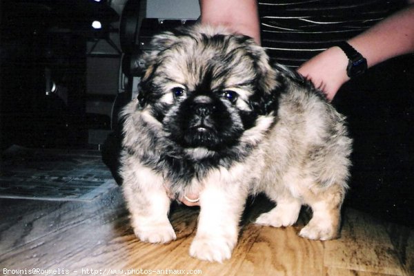 Photo de Shih tzu