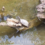 Photo de Tortue