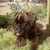 Photo de Boxer