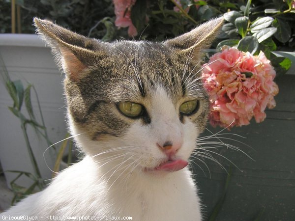 Photo de Chat domestique