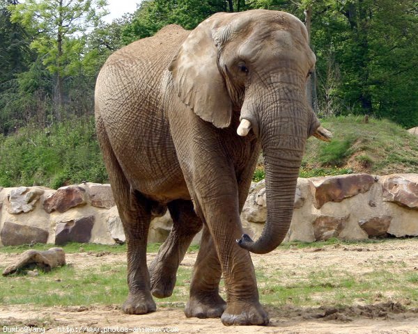 Photo d'Elphant d'afrique