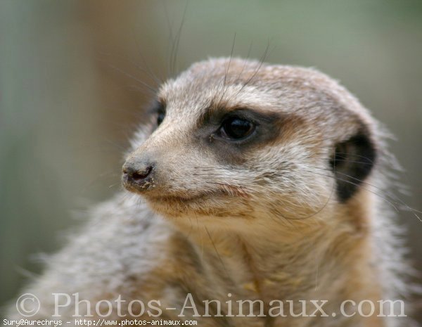 Photo de Suricate