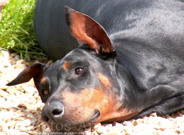 Photo de Dobermann