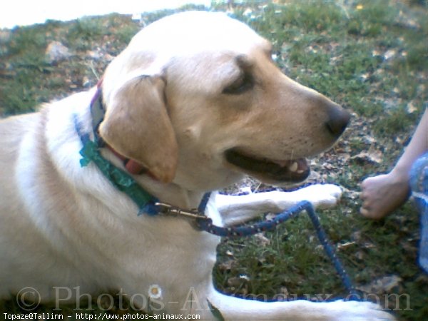 Photo de Labrador retriever