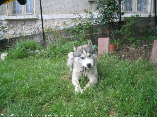 Photo de Husky siberien