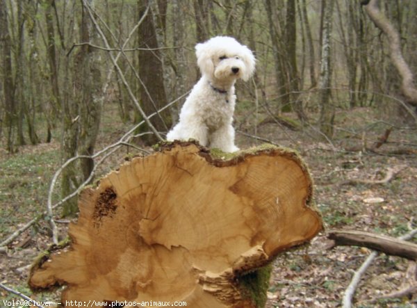 Photo de Bichon  poil fris