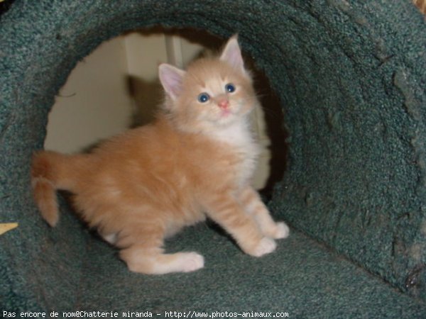 Photo de Maine coon