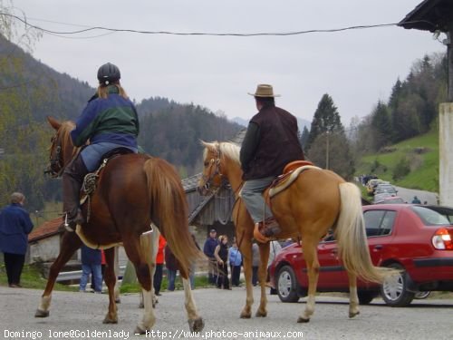 Photo de Quarter horse