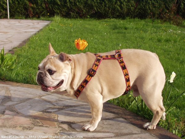 Photo de Bouledogue franais