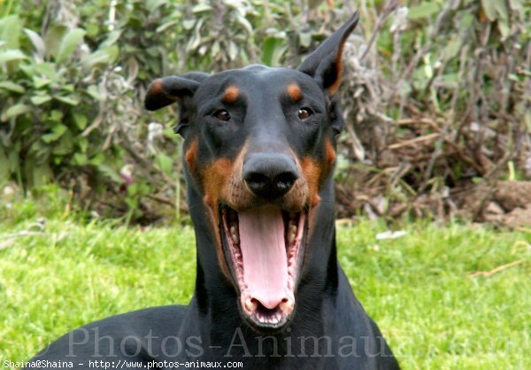 Photo de Dobermann