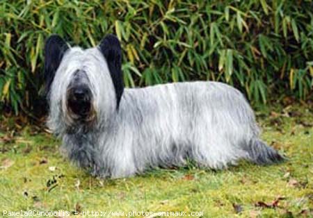 Photo de Skye terrier