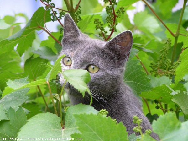 Photo de Chat domestique