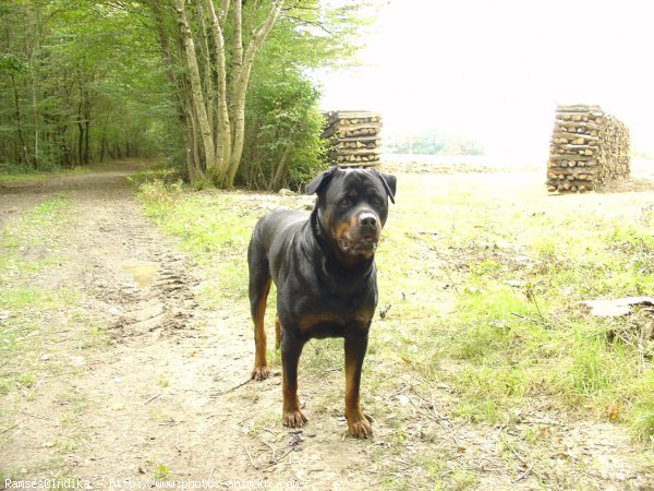 Photo de Rottweiler