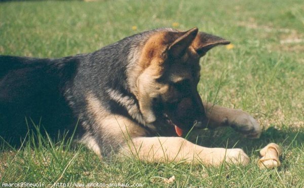 Photo de Berger allemand  poil court