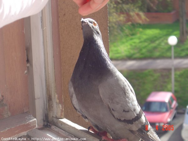 Photo de Pigeon