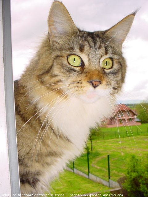 Photo de Maine coon