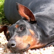 Photo de Dobermann