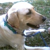 Photo de Labrador retriever