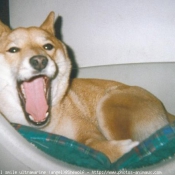 Photo de Shiba