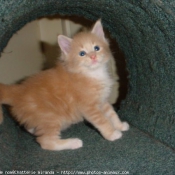 Photo de Maine coon