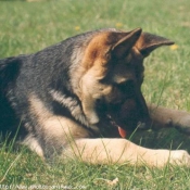 Photo de Berger allemand  poil court