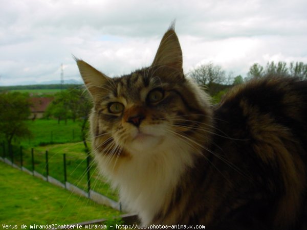 Photo de Maine coon