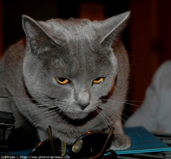 Photo de Chartreux