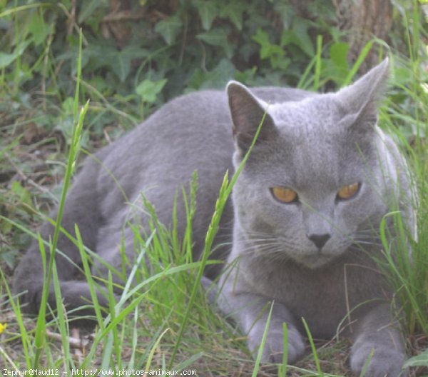 Photo de Chartreux