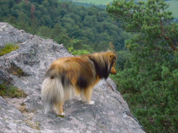 Photo de Chien de berger des shetland