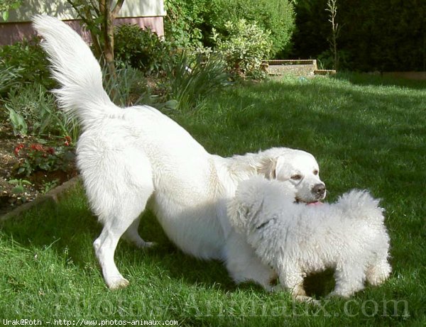 Photo de Chien de berger des tatras