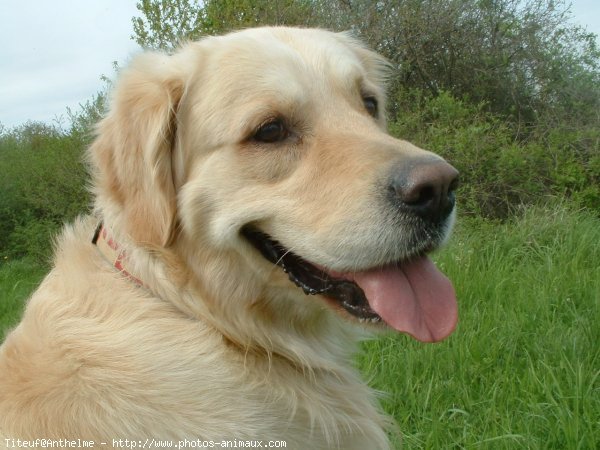 Photo de Golden retriever