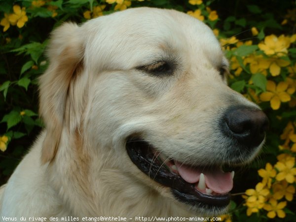 Photo de Golden retriever