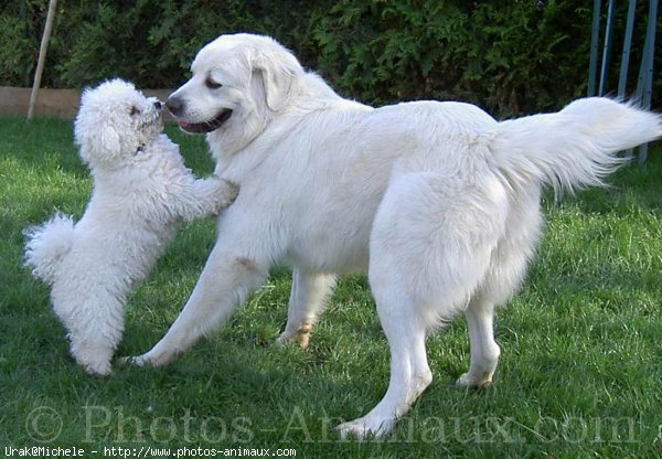 Photo de Chien de berger des tatras