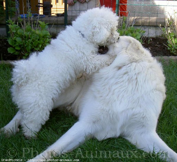 Photo de Chien de berger des tatras