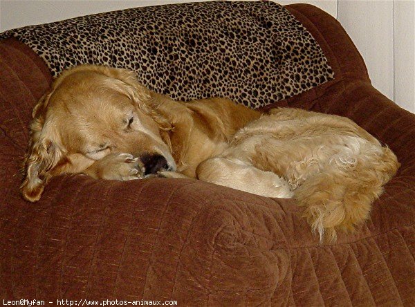 Photo de Golden retriever