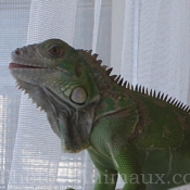 Photo d'Iguane